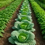 Fertilizante Completo Foliar - 5L