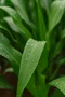 Fertilizante Foliar Potássio 5L – Alto em Nutrientes