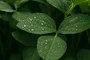 Fertilizante Foliar Potássio 5L – Alto em Nutrientes