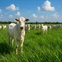 Fertilizante Pastagem - Alta Performance Forrageiras