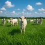 Fertilizante Pastagem - Alta Performance Forrageiras