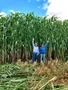 SEMENTE DE SORGAO GIGANTE AGRI 002 10KG LATINA