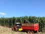 SEMENTE DE SORGAO GIGANTE AGRI 002 10KG LATINA