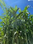 SEMENTE DE SORGAO GIGANTE AGRI 002 10KG LATINA