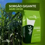 SEMENTE DE SORGAO GIGANTE AGRI 002 10KG LATINA