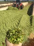 SEMENTE DE SORGAO GIGANTE AGRI 002 10KG LATINA